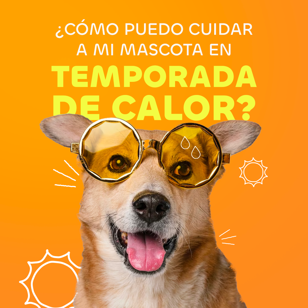 ¿CÓMO PUEDO CUIDAR A MI MASCOTA EN TEMPORADA DE CALOR? 🔥