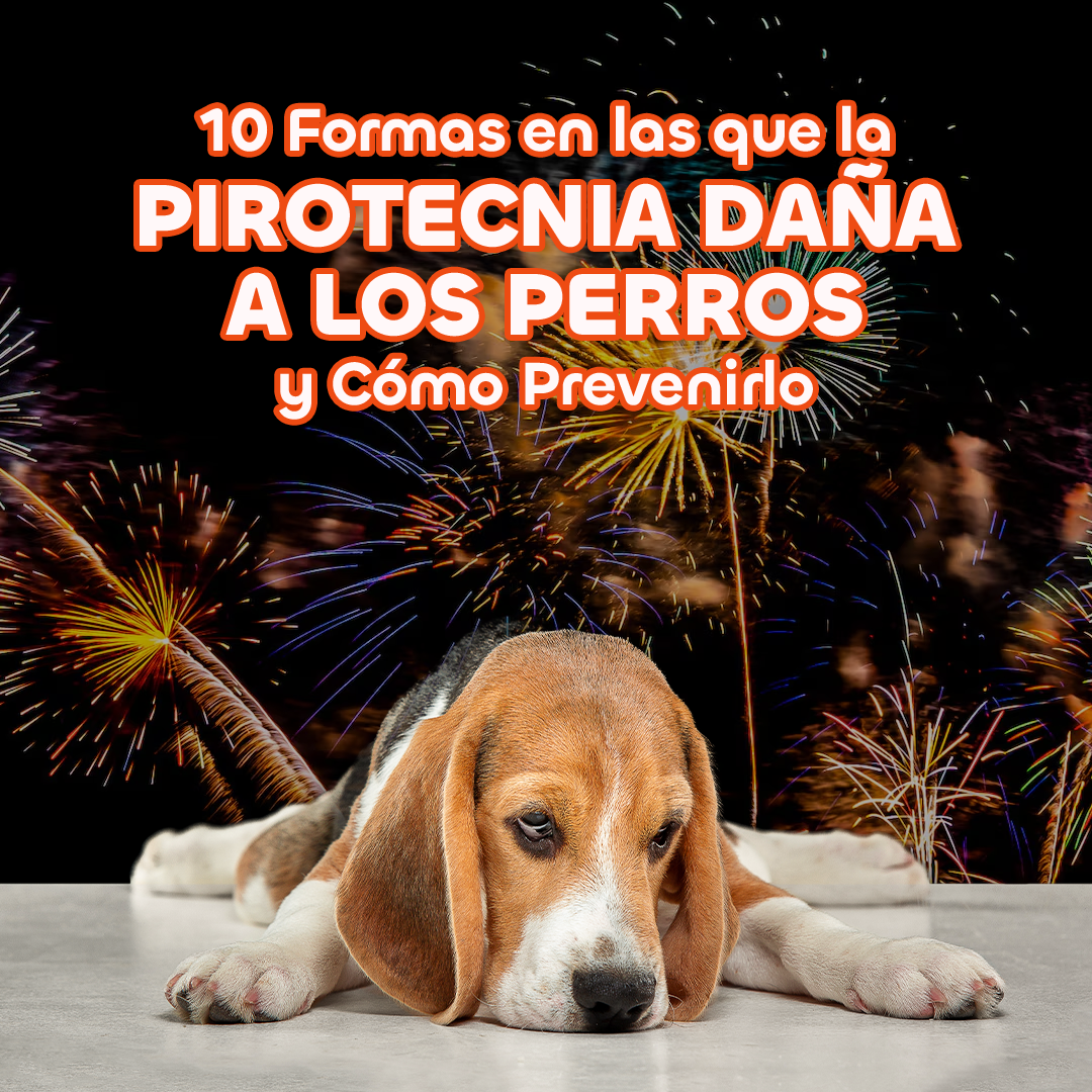 10 Formas en las que la Pirotecnia Daña a los Perros y Cómo Prevenirlo 🧨