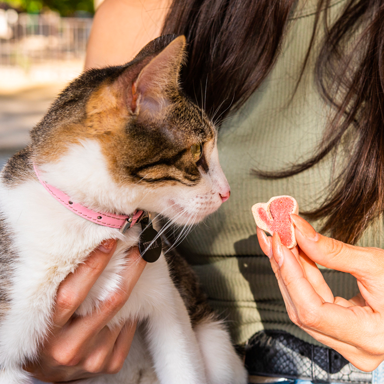 Premios de CBD para mascotas con estrés y ansiedad