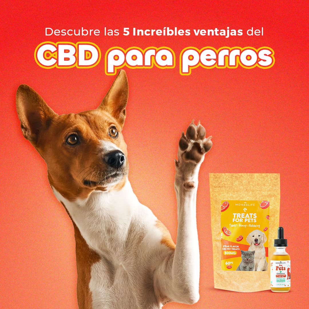 CBD para perros